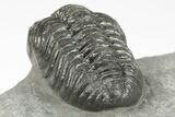 Adrisiops Weugi Trilobite - Recently Described Phacopid #204488-4